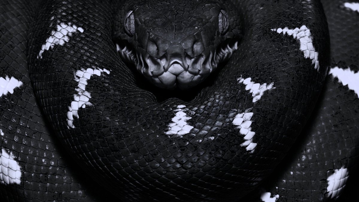 Змеи меланисты