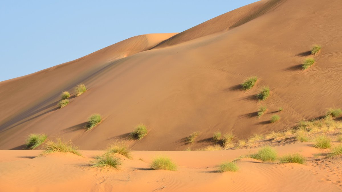 Пустыня Каракум Оазис