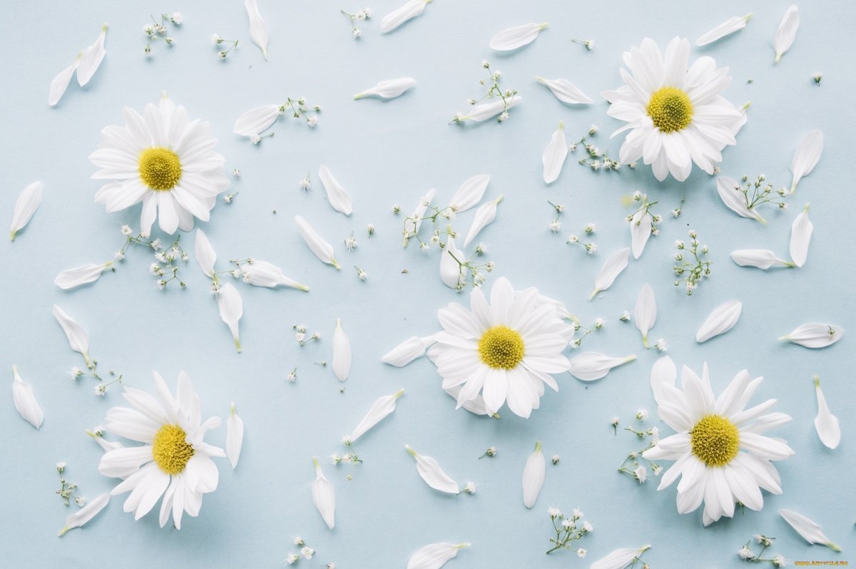 Фон ромашки