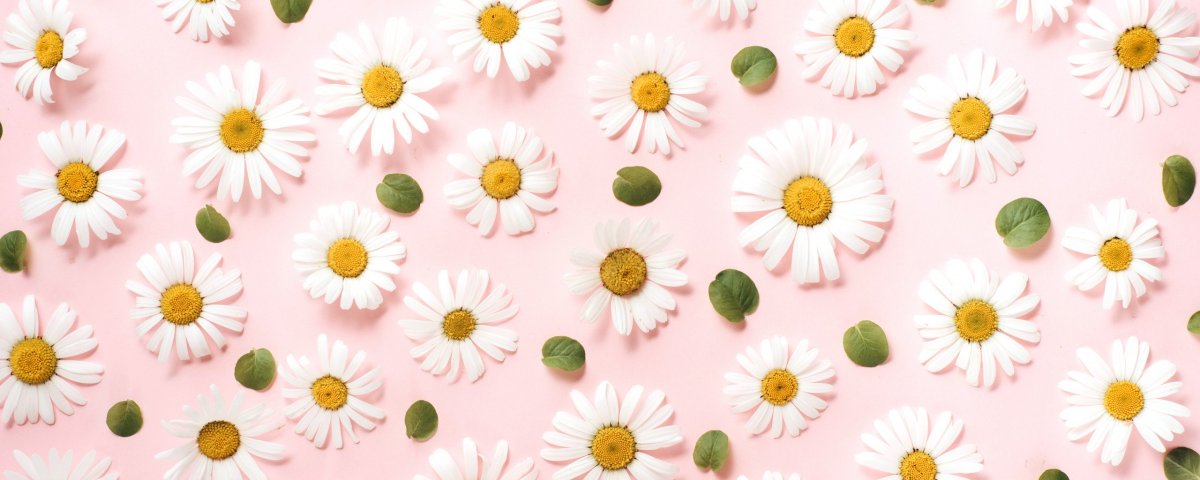 Ромашки на розовом фоне