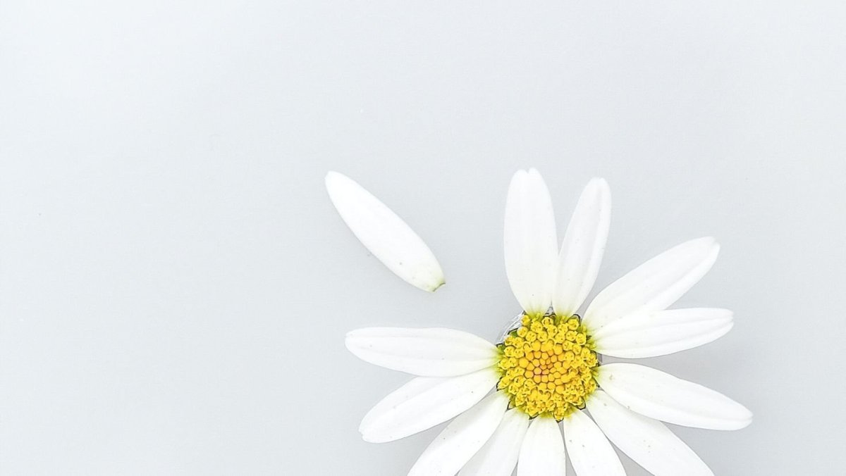 Лепесток ромашки