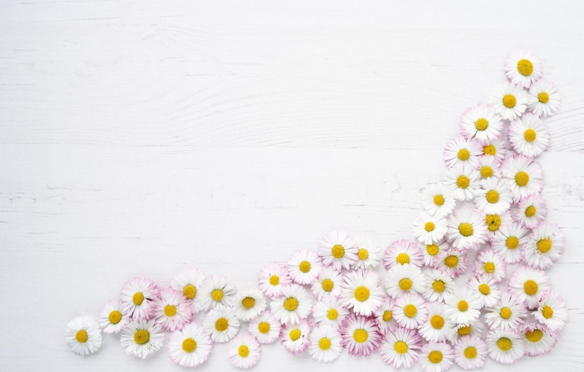 Ромашки фон горизонтальный