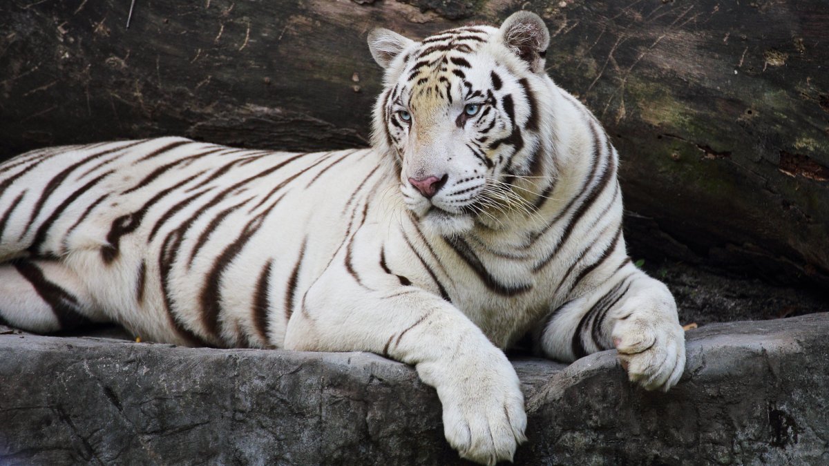 Белый тигр мутация бенгальский