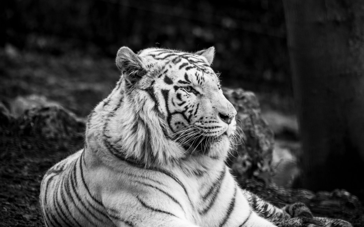 Бенгальский тигр