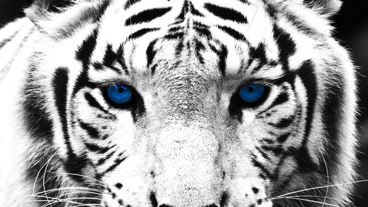 Белый тигр обои на телефон