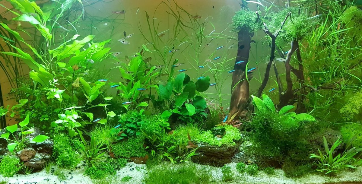 Барбусы суматранские акваскейп