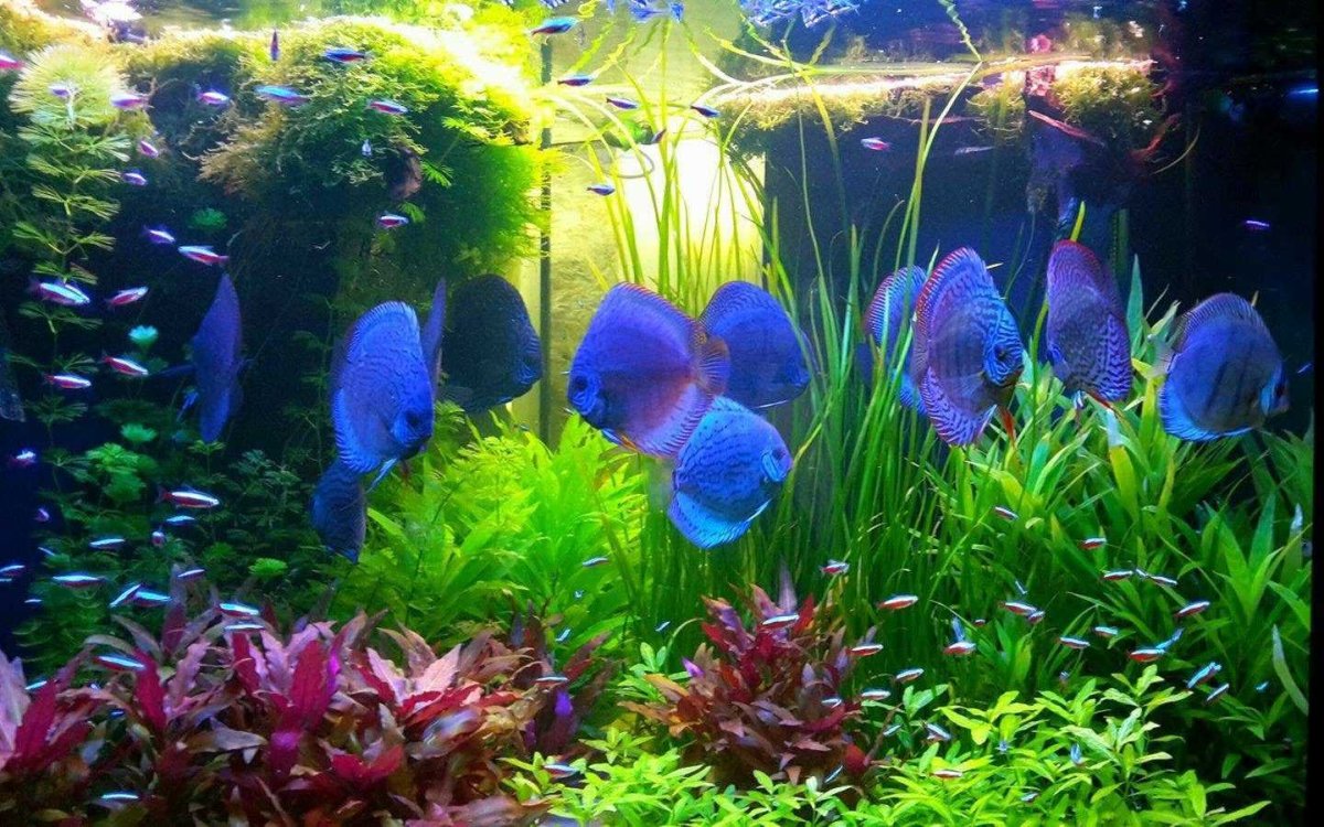 Красивый аквариум с рыбками и растениями