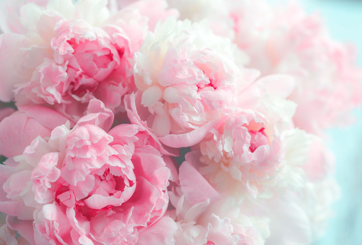 Пудровые пионы