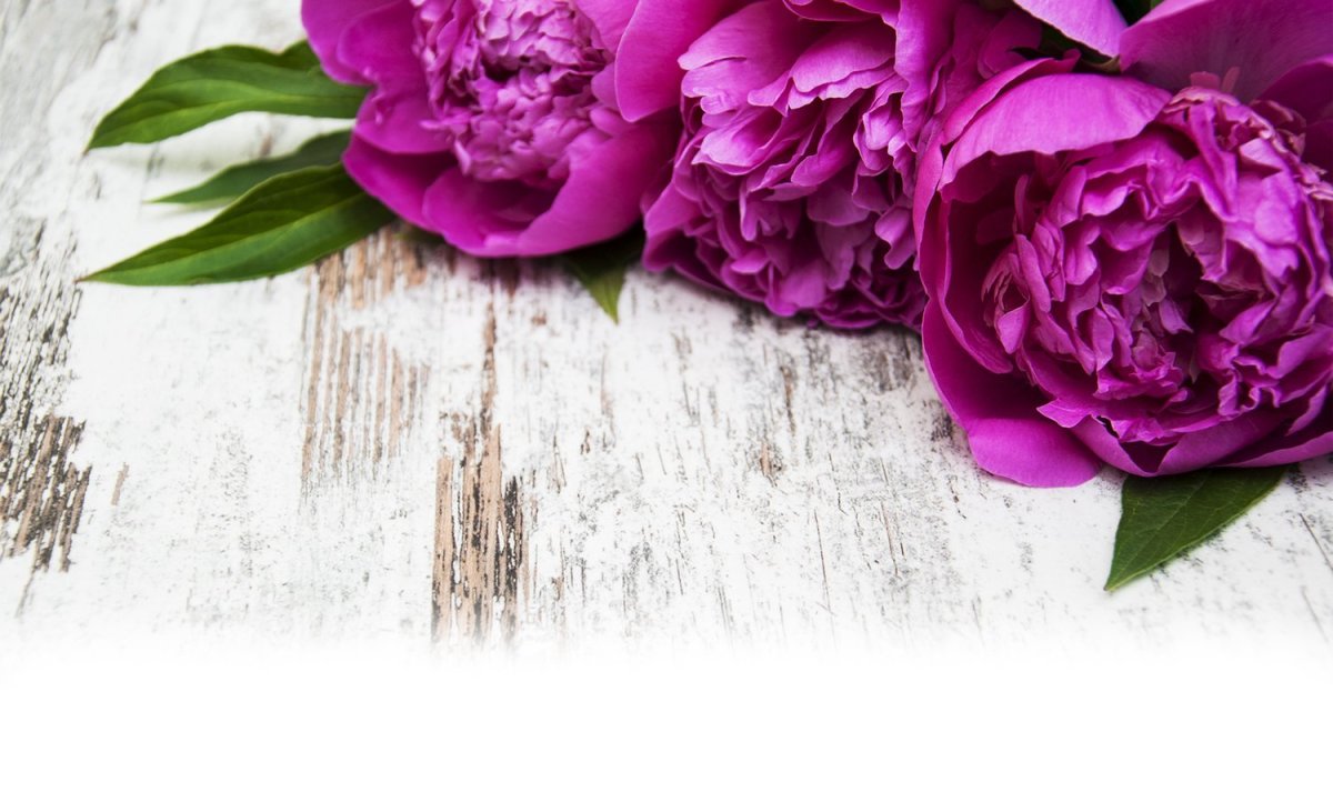 Рамка розово фиолетовые пионы