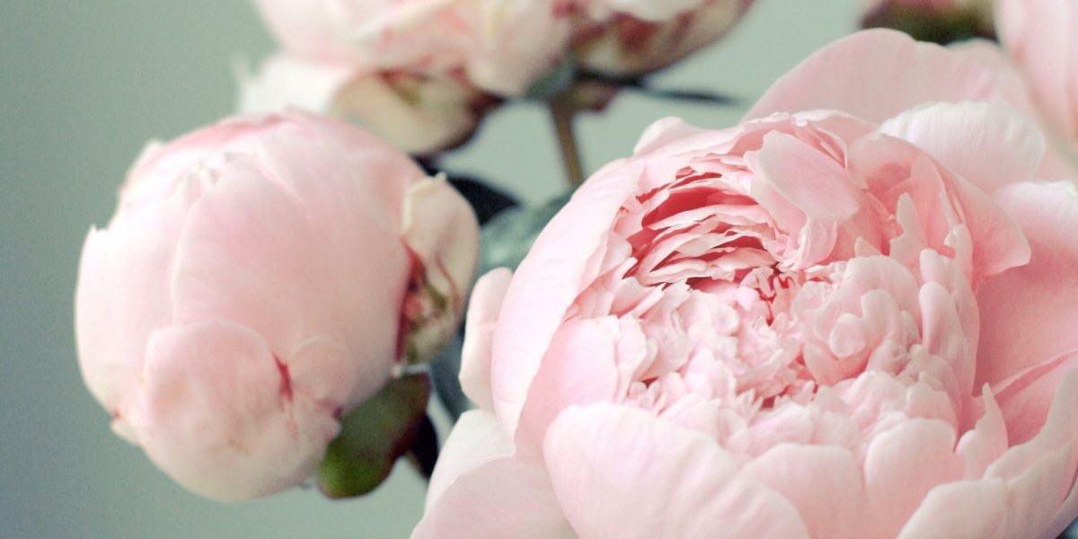 Обои на рабочий стол пионы