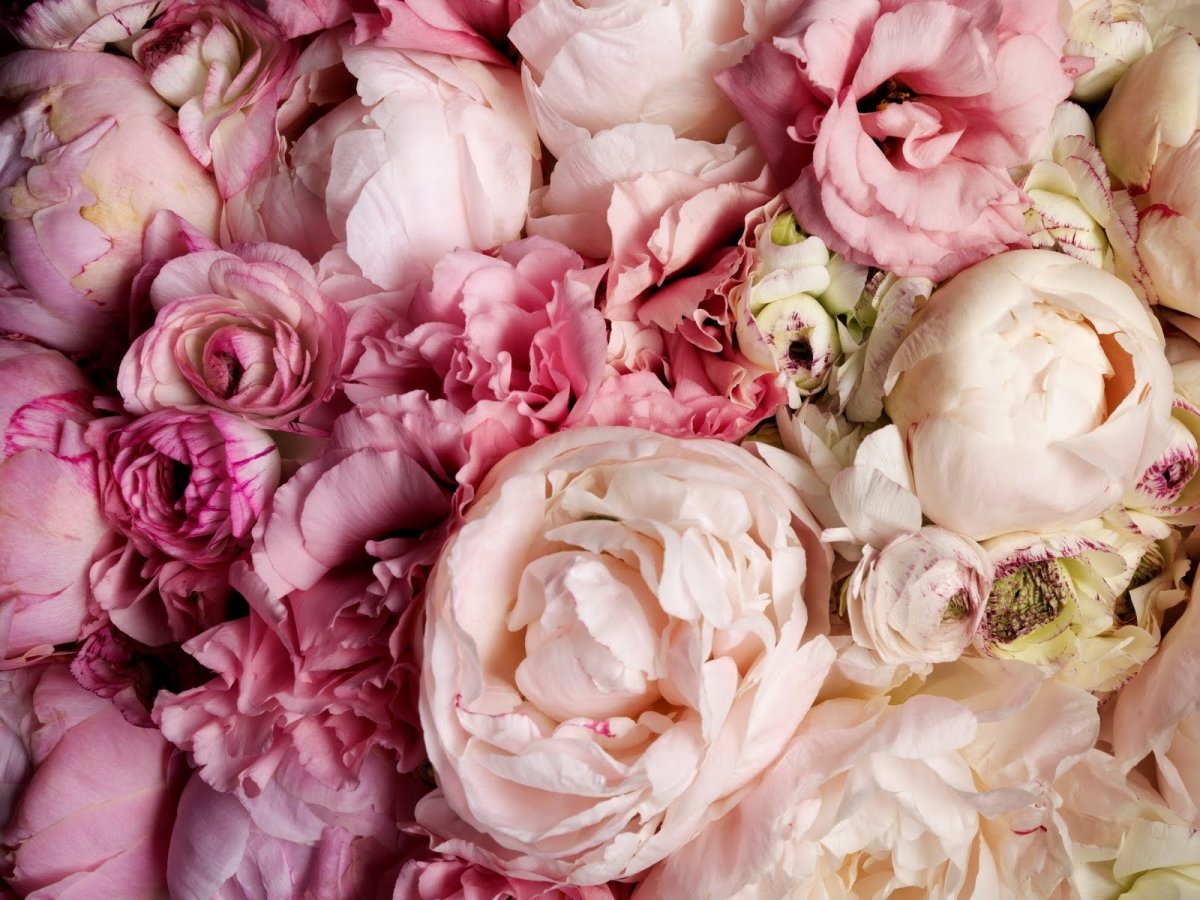 Пудровые пионы