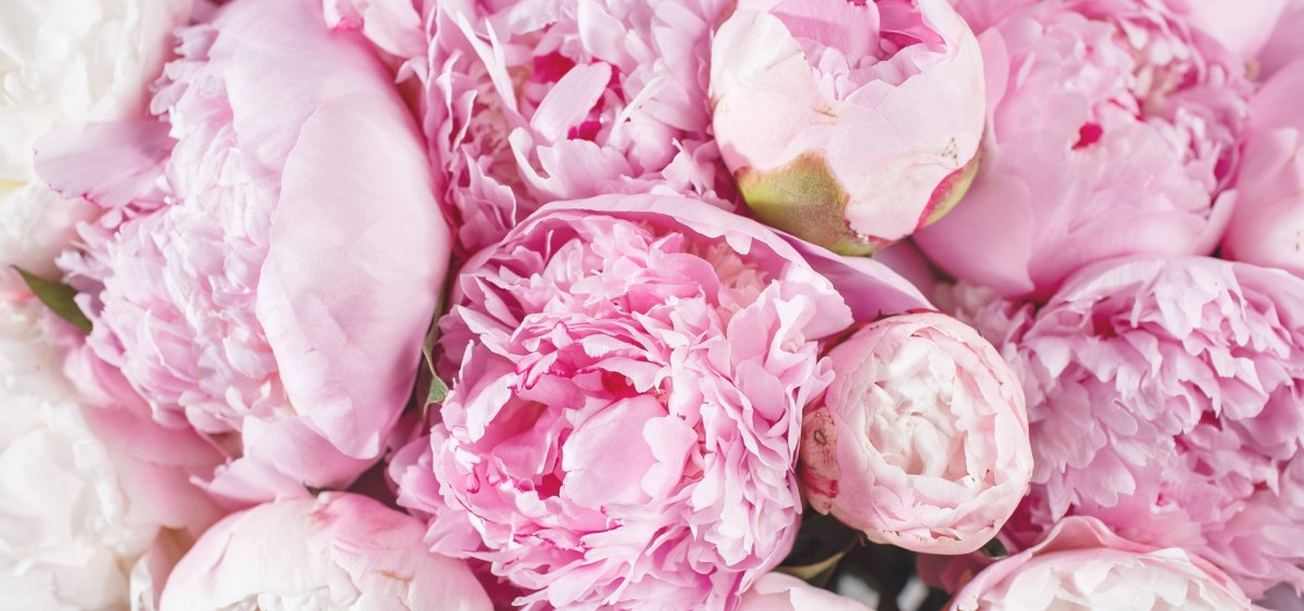 Нюдовые пионы