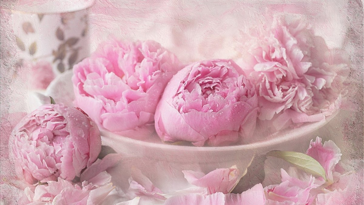 Пион нежно-розовый