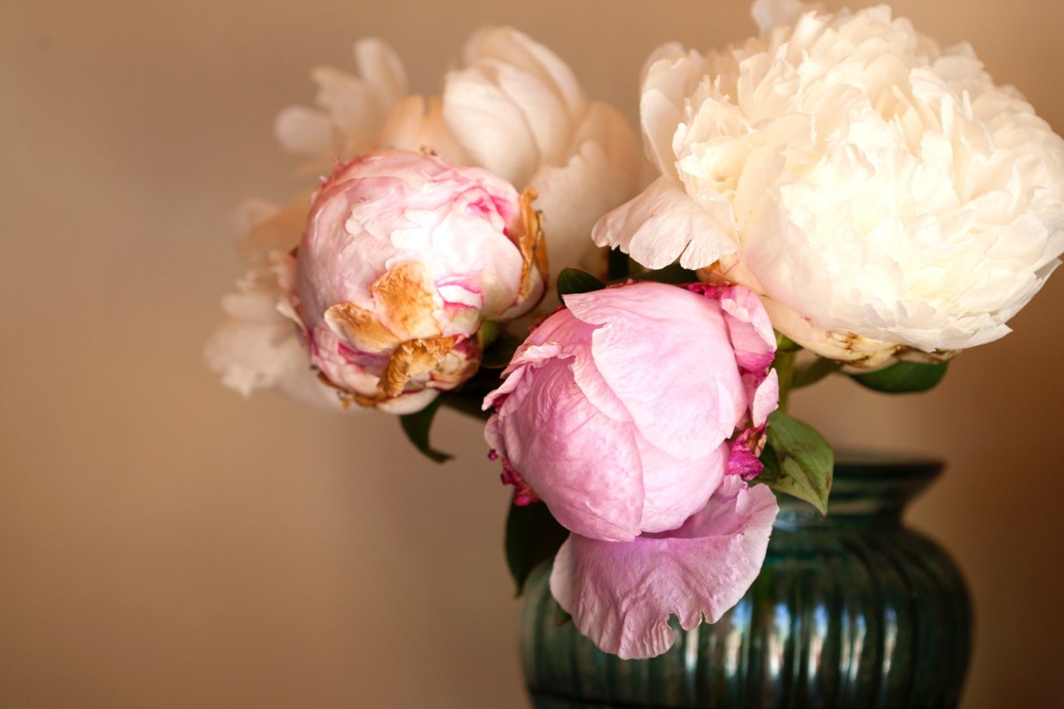 Цветы нежные пионы