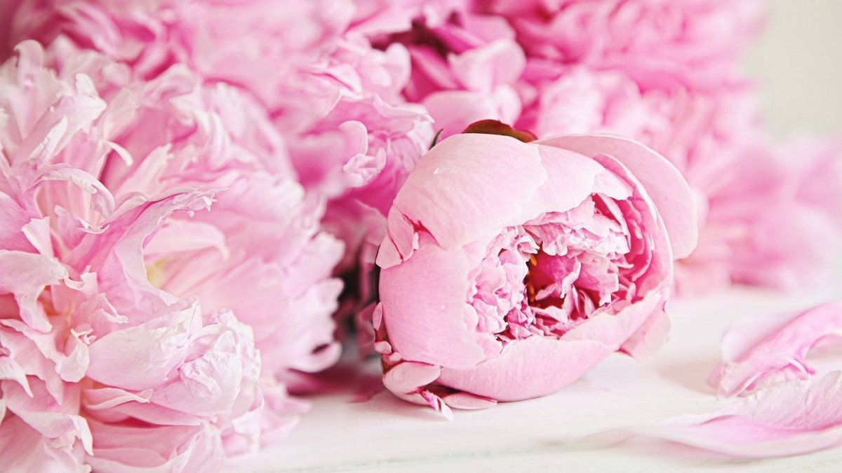 Обложка нежная пионы