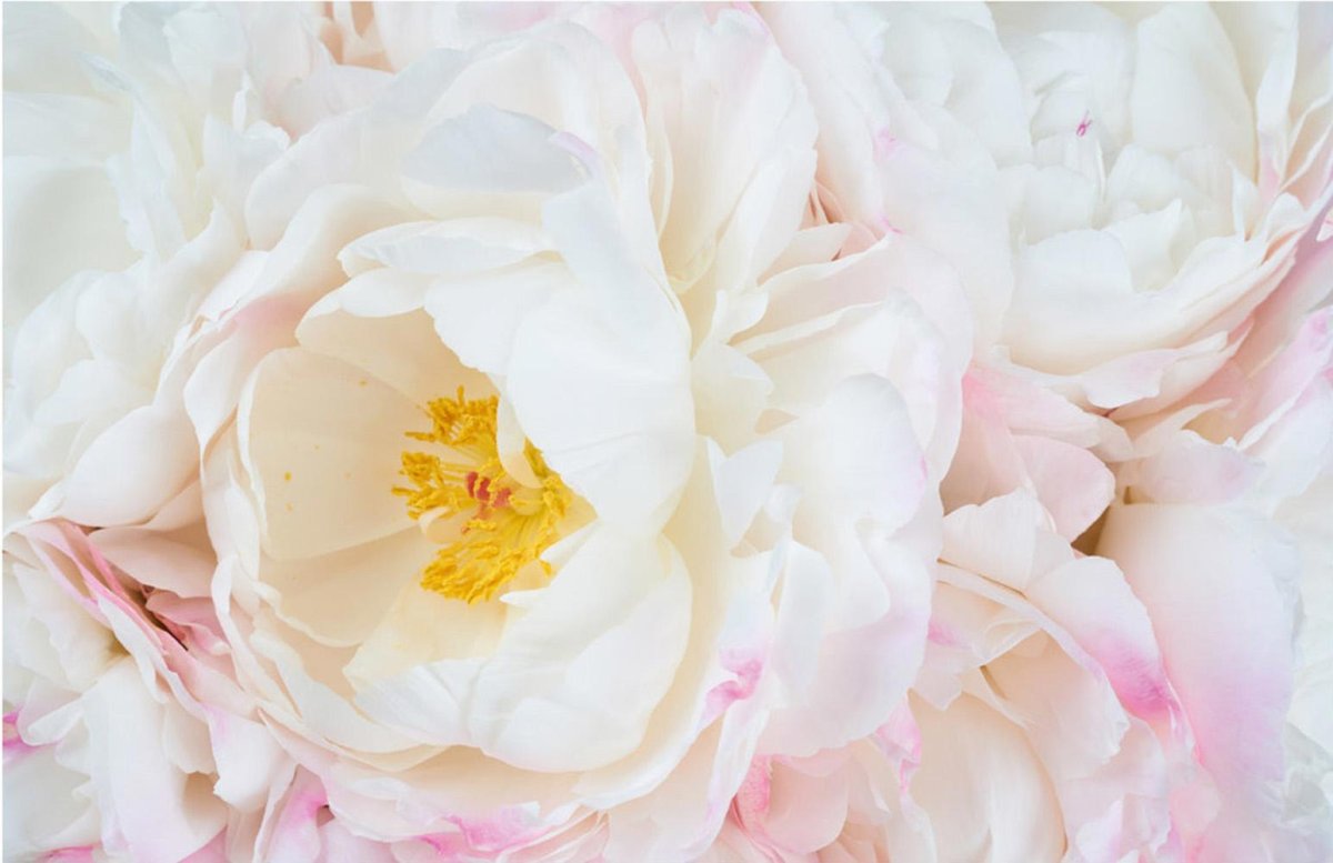 Пионы светлые