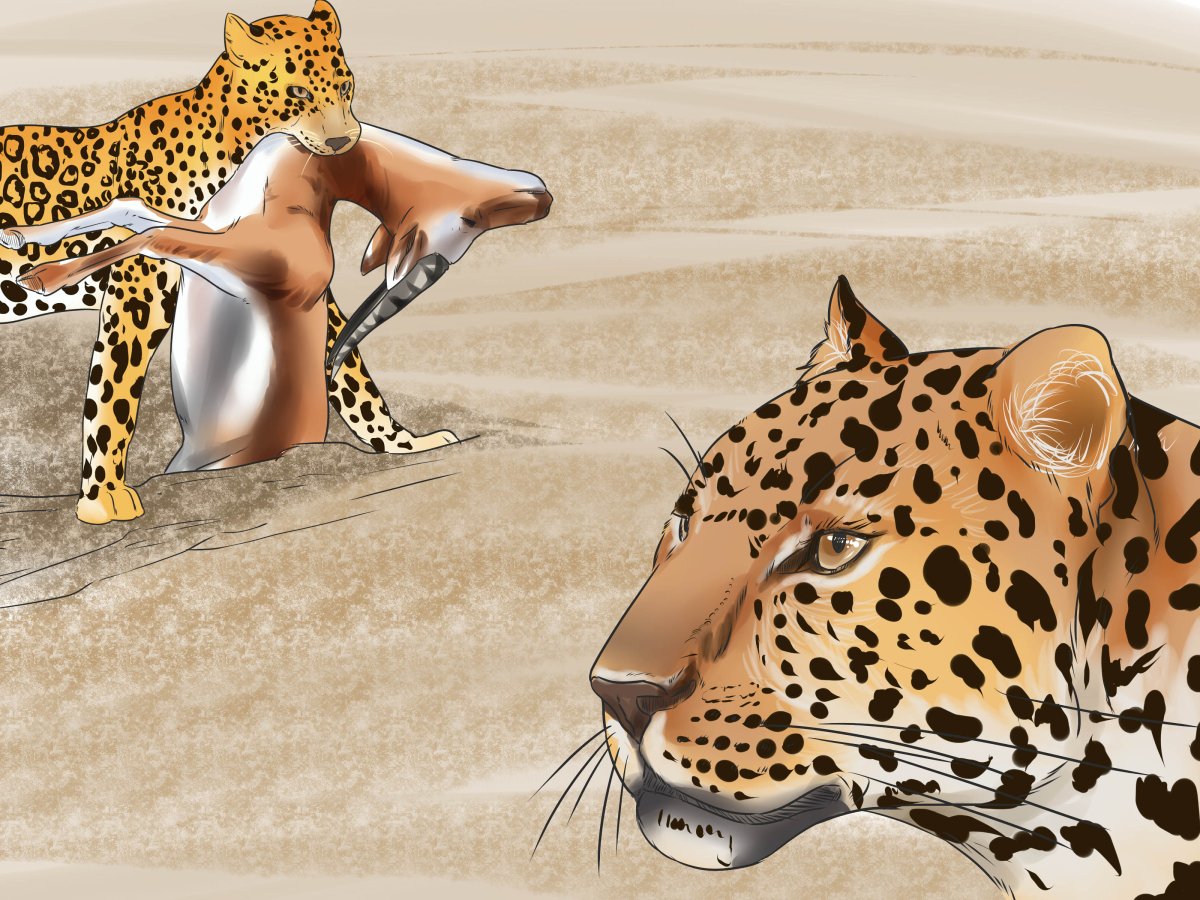 Leopard vs Jaguar