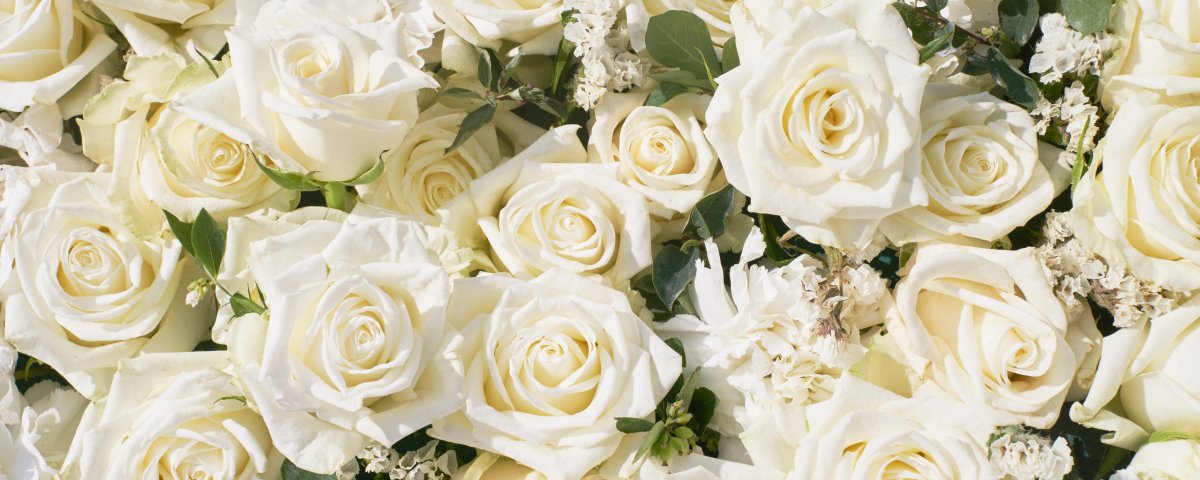 Фон из белых роз