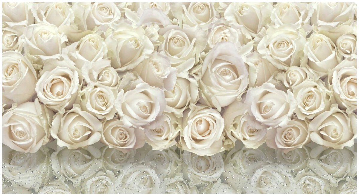Фотообои белые розы