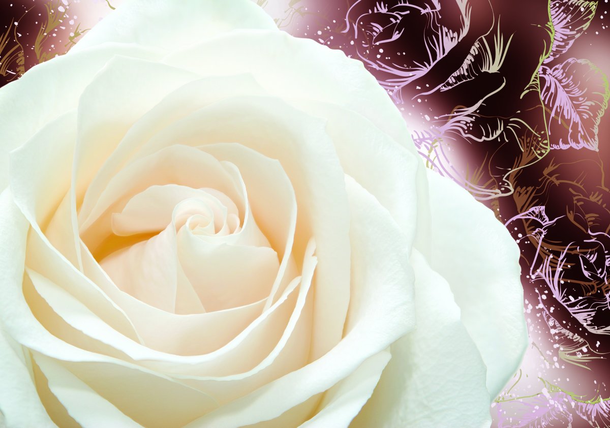 Нежные белые розы