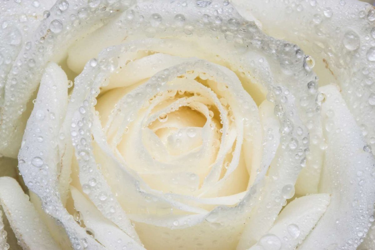 Фотообои белые розы