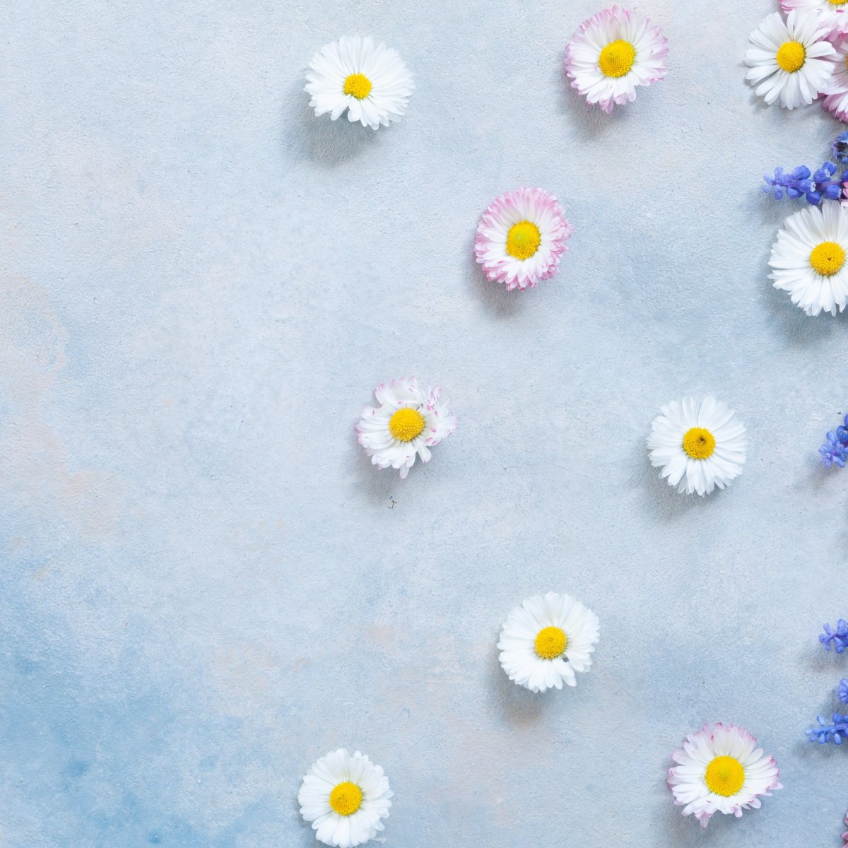 Фон ромашки