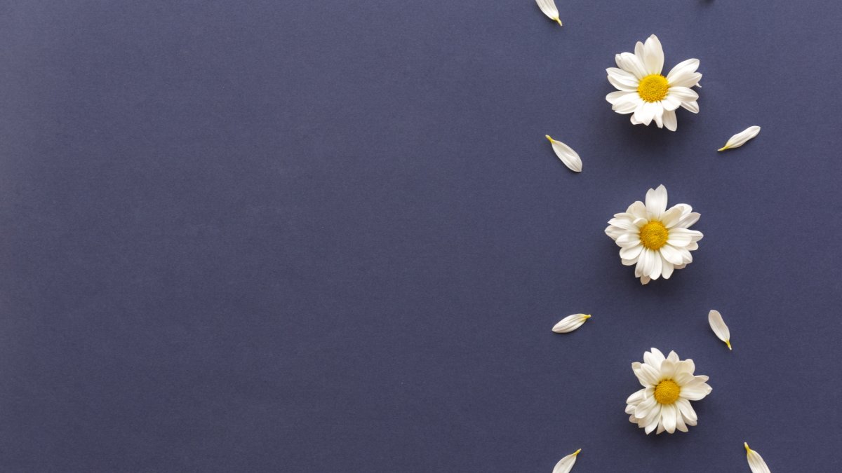 Фон ромашки