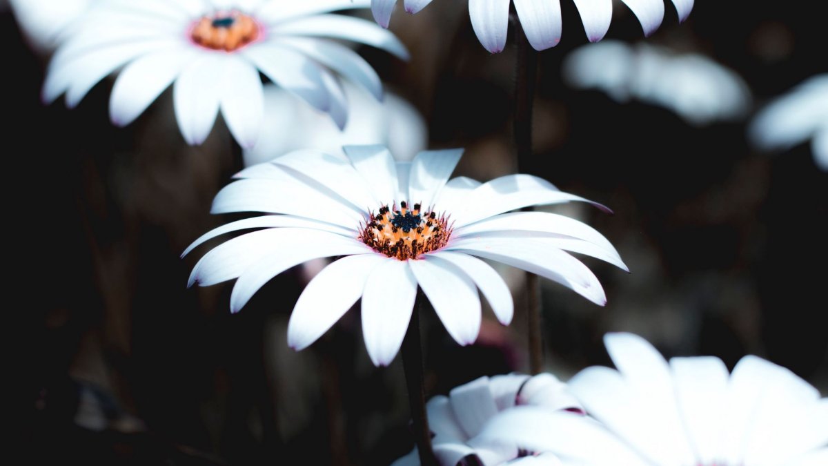 Обои на телефон ромашки