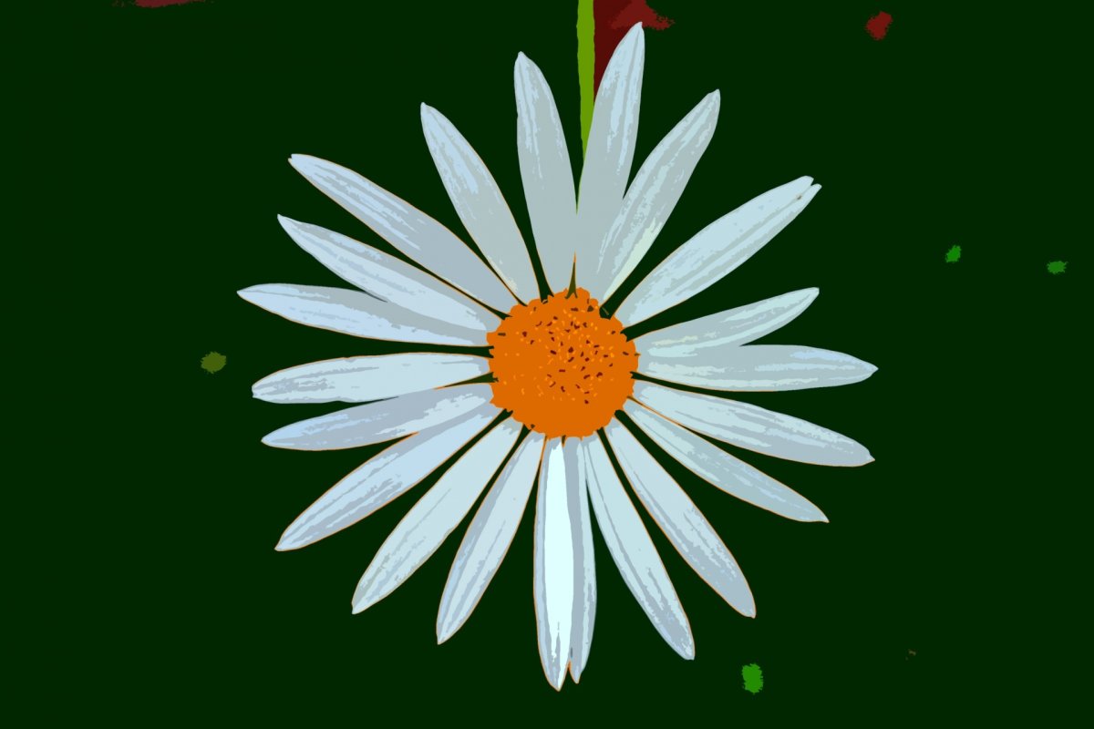 Ромашка Амелия