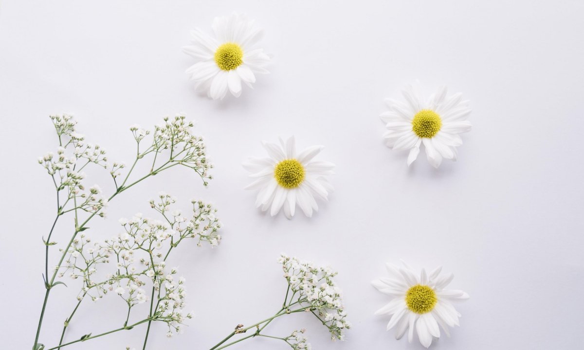 Ромашки обои