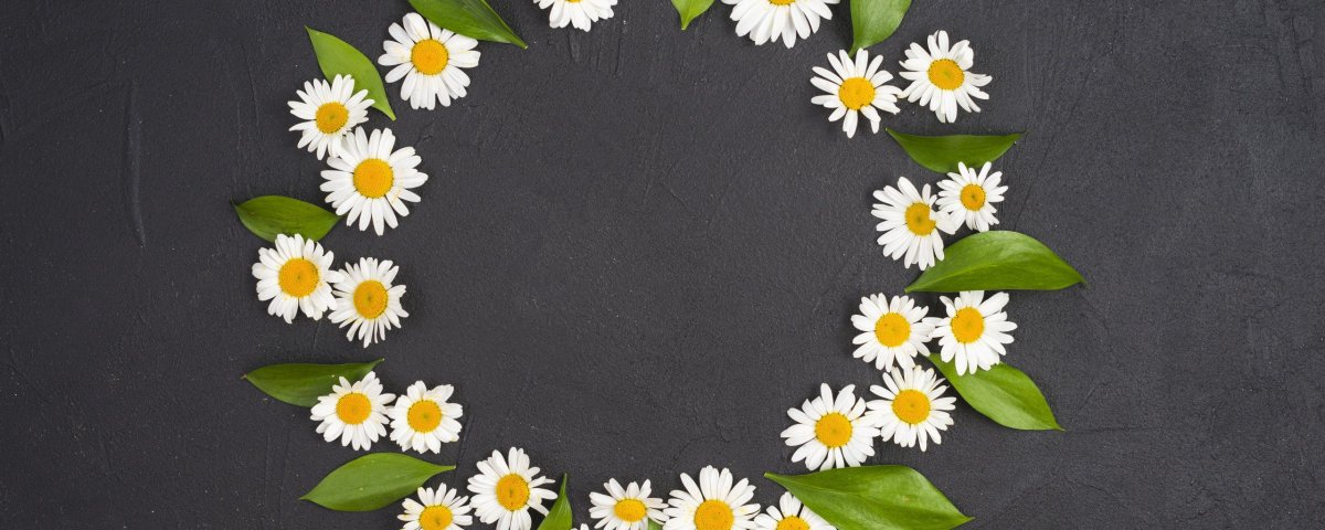 Ромашки на черном фоне обои