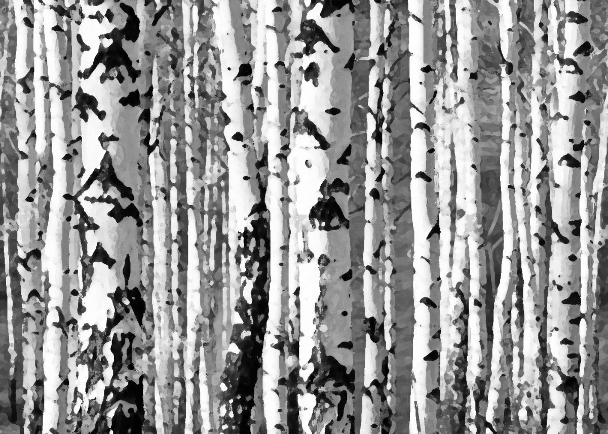 Фактура березы
