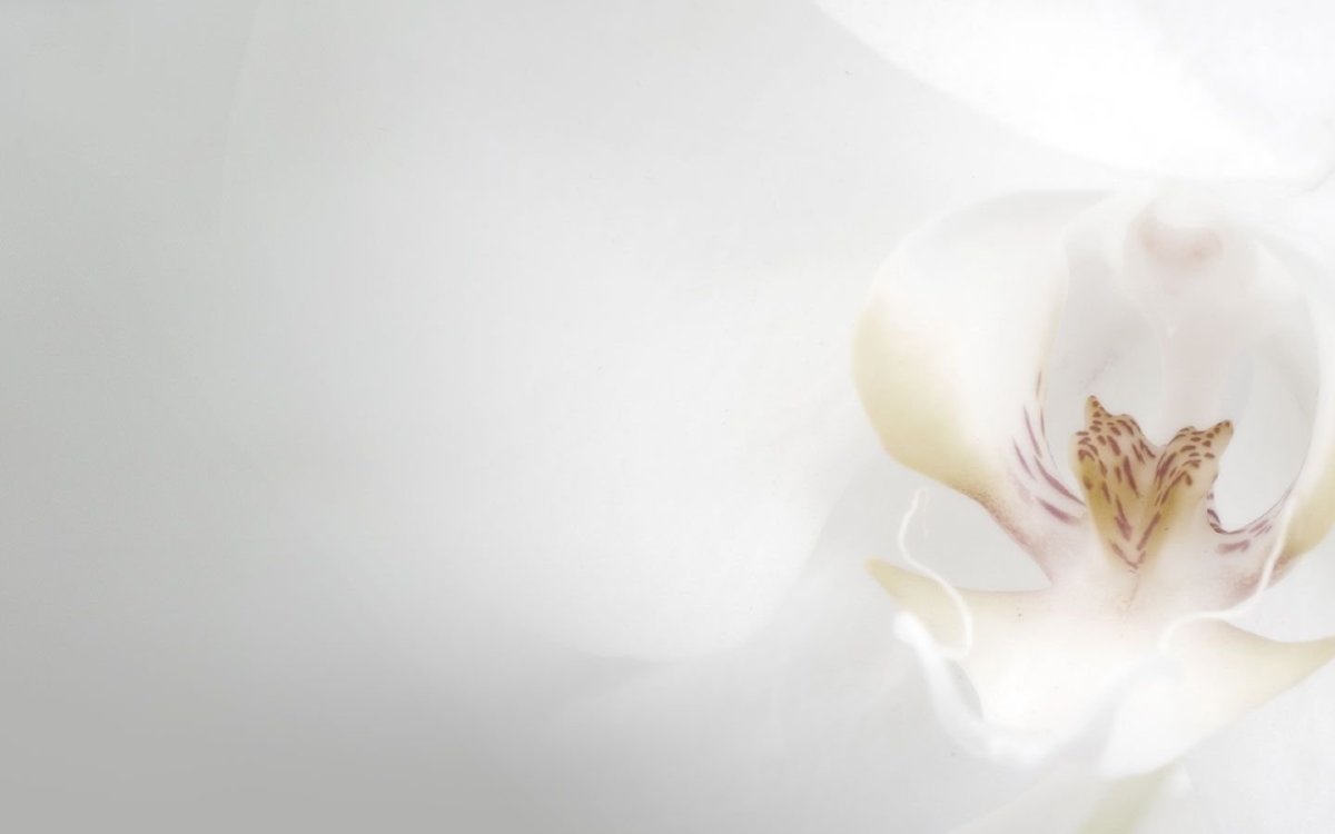 Красивые фоны для свадебной фотокниги