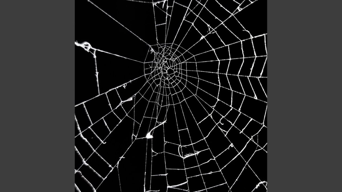 Паучья сеть на чёрном фоне