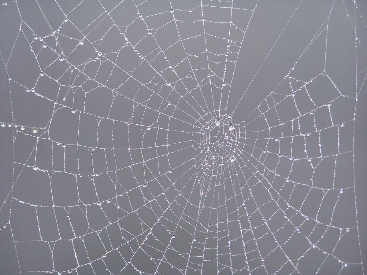 Серый фон паутина