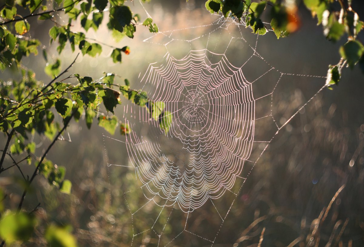 Паутина Гребенников