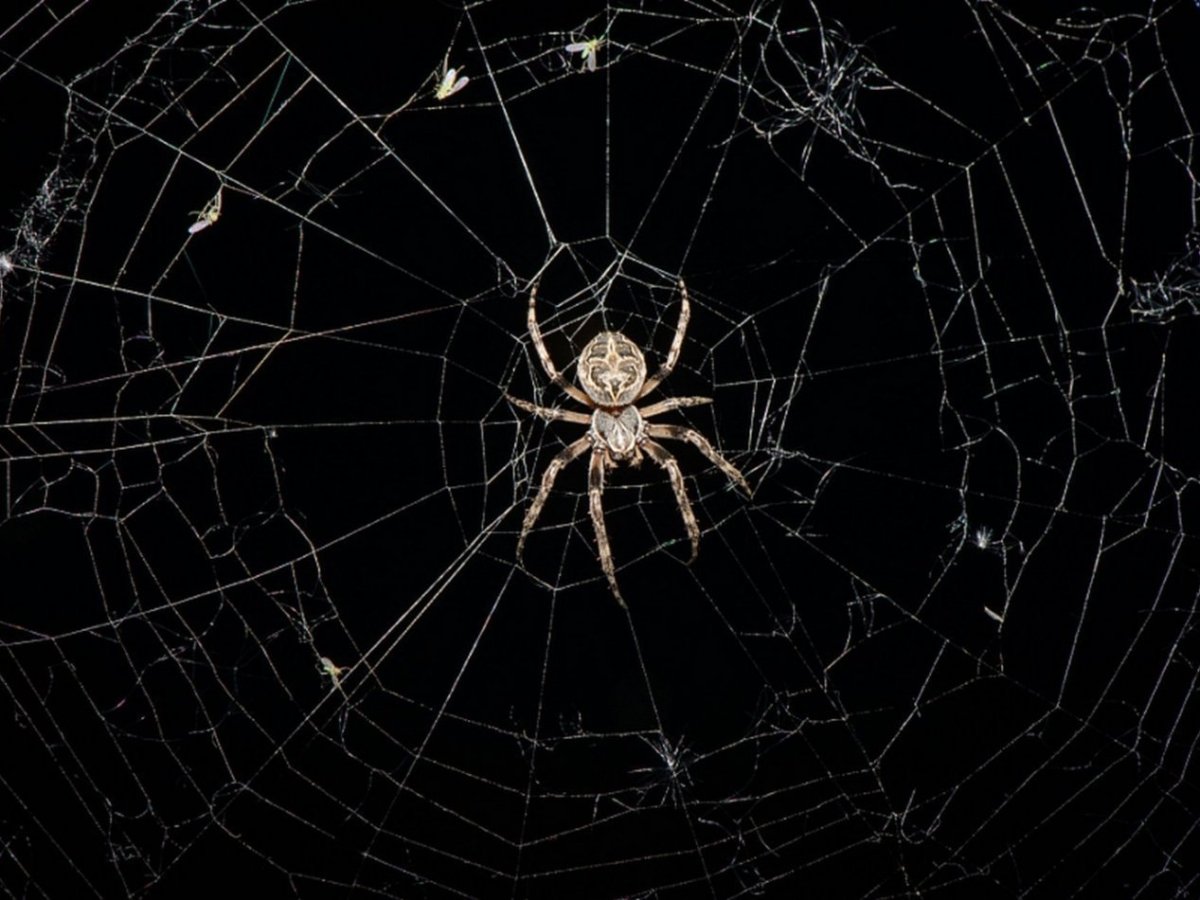 Паук на черном фоне