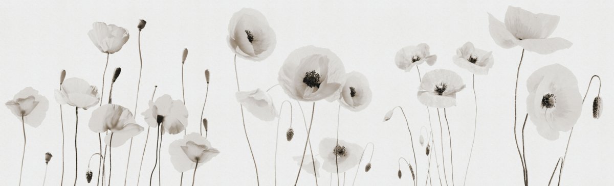 Темно серые обои с маками