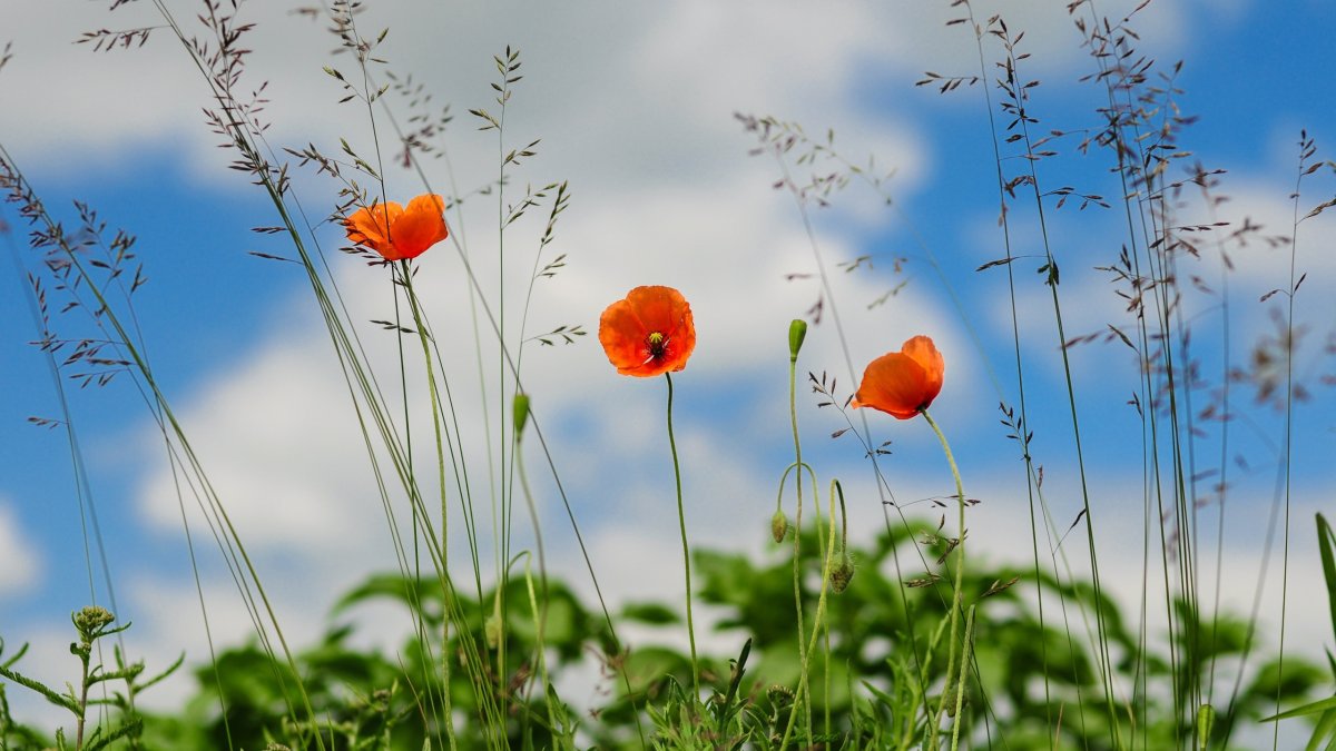 Солнечные маки