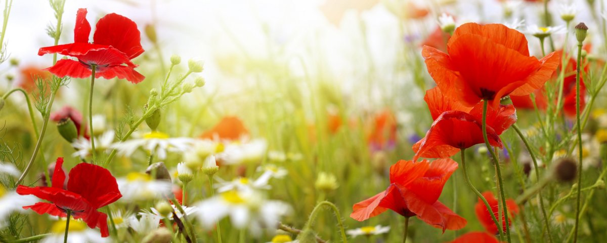 Обложка для одноклассников лето