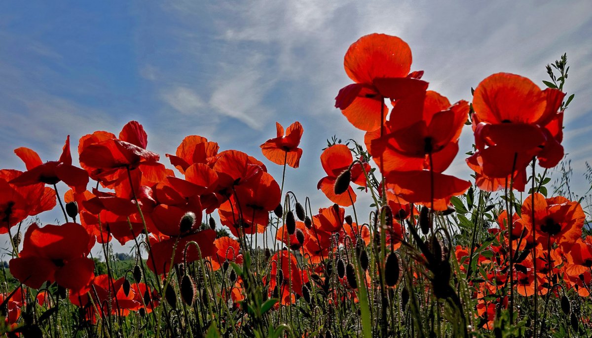Байкал лето красные цветы