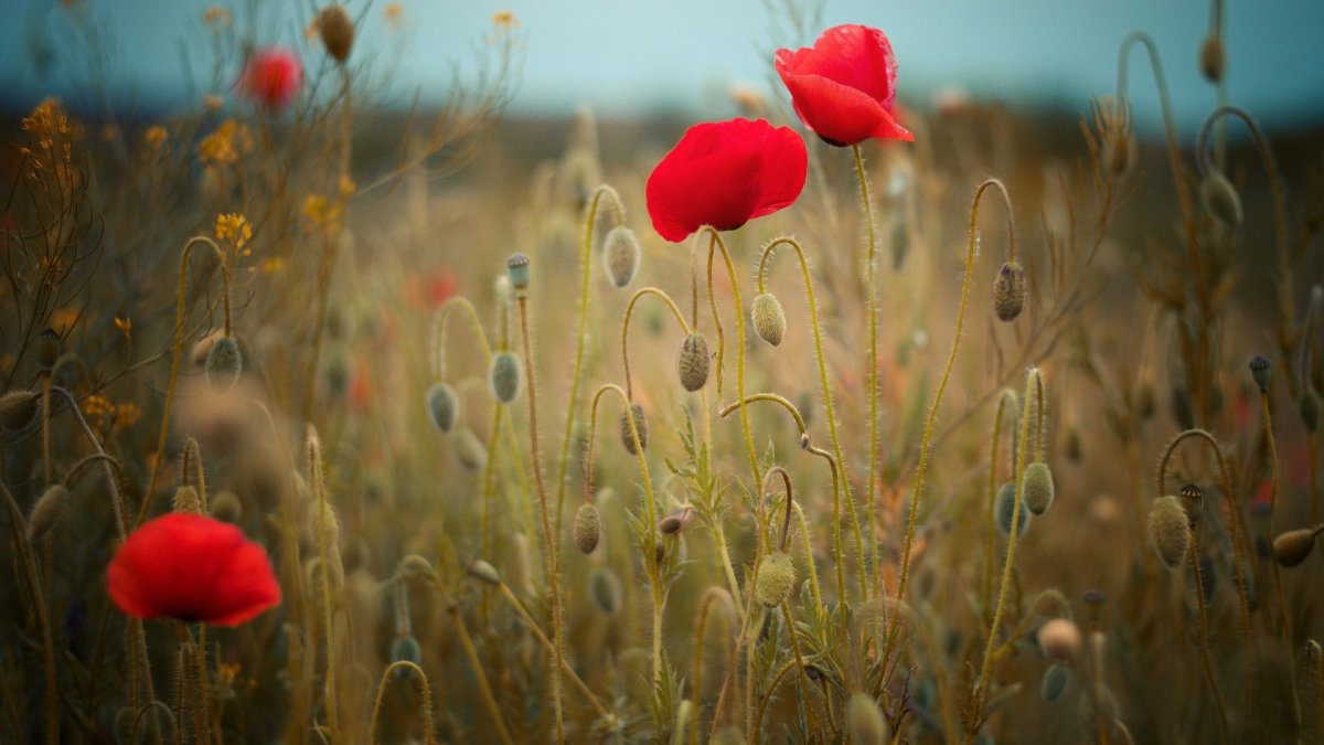 Сухоцветы в поле