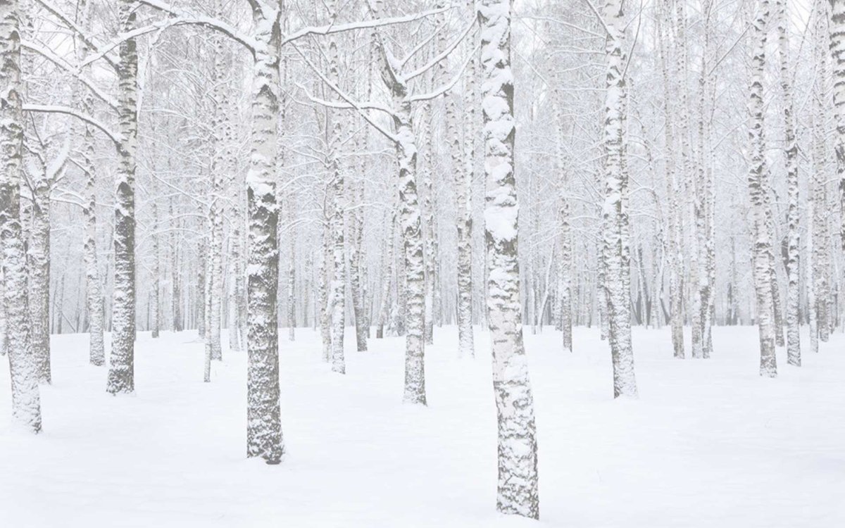 Березовый лес