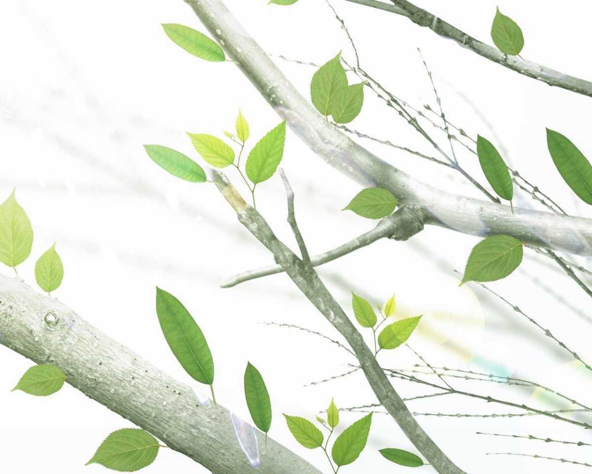 Фон ветки деревьев