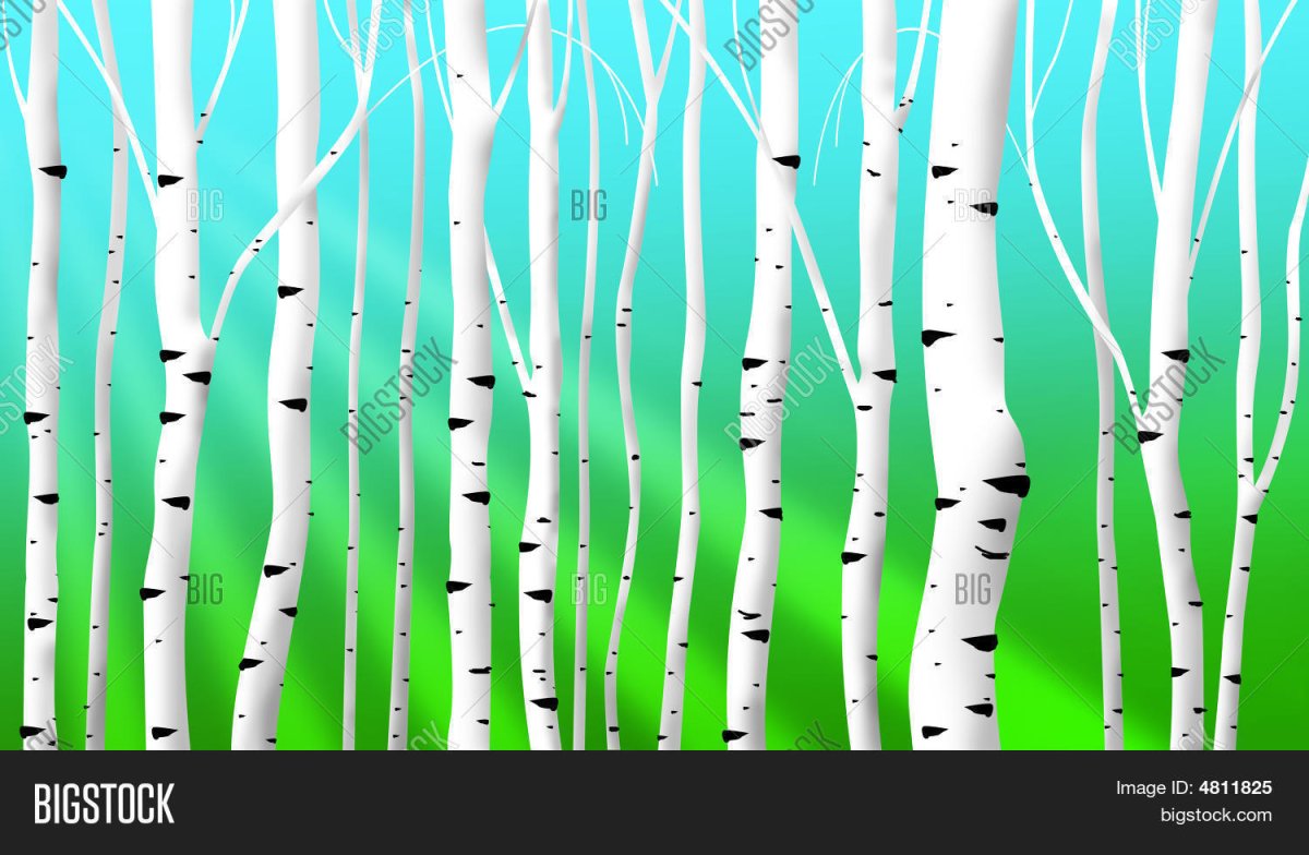 Ствол березы Весна вектор