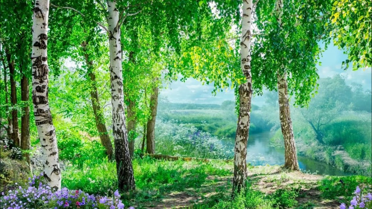 Березки сестрички как пишется