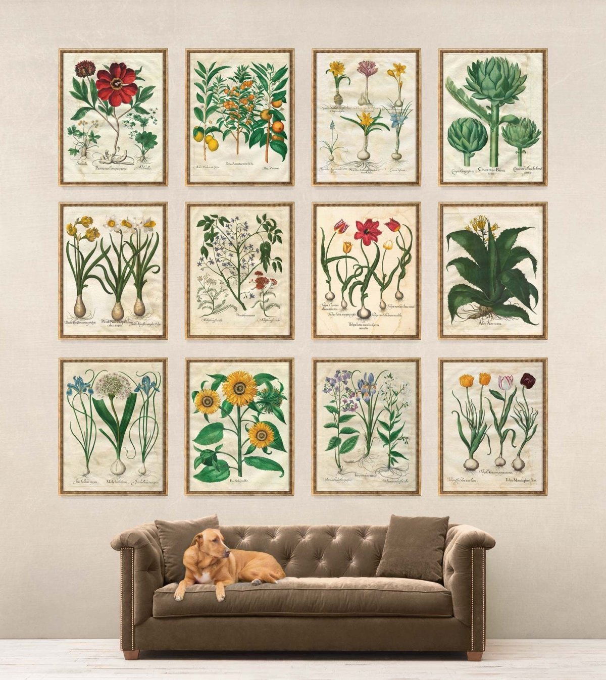 Ботанические Гравюры в интерьере