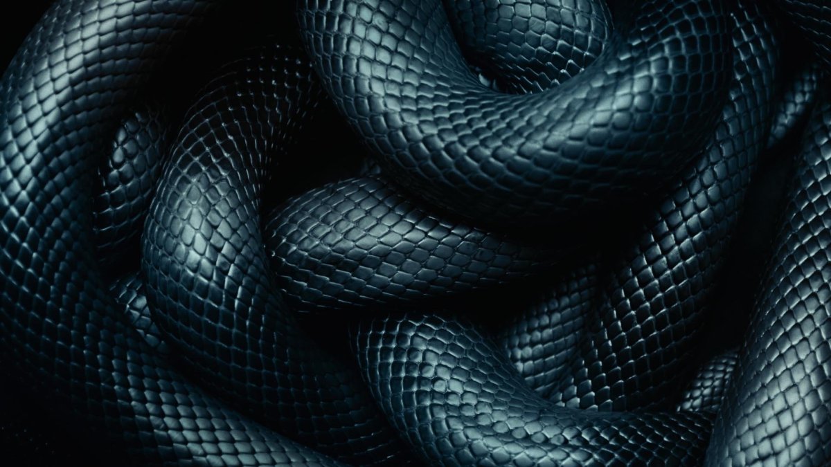 Черная змеиная кожа