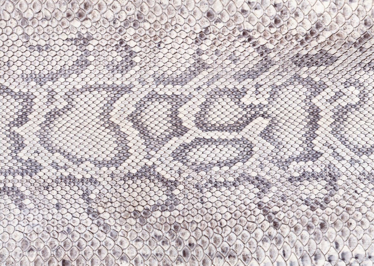 Кожа змеи вектор