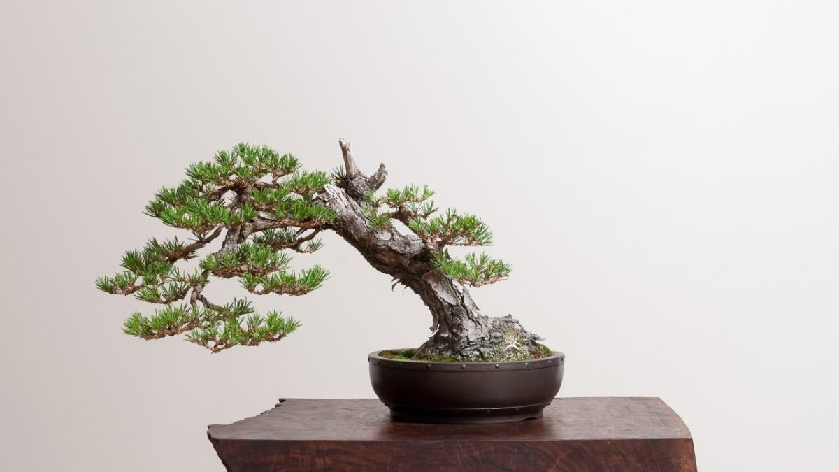 Bonsai Mirai